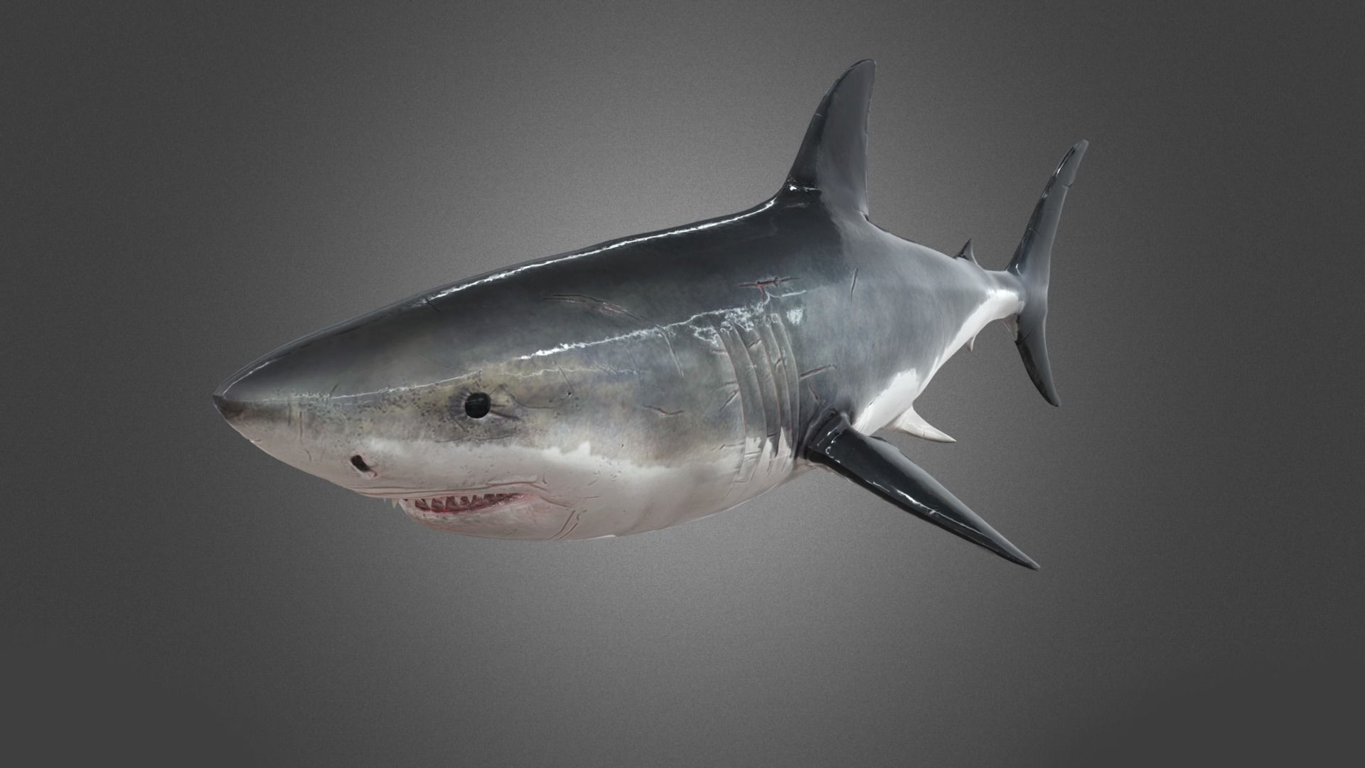 Shark Animation Low-poly 3D model_6
