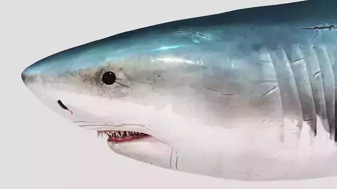 Shark Animation Low-poly 3D model