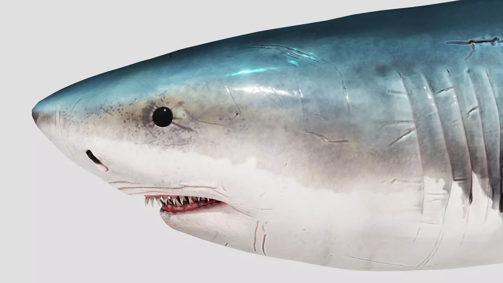 Shark Animation Low-poly 3D model_0