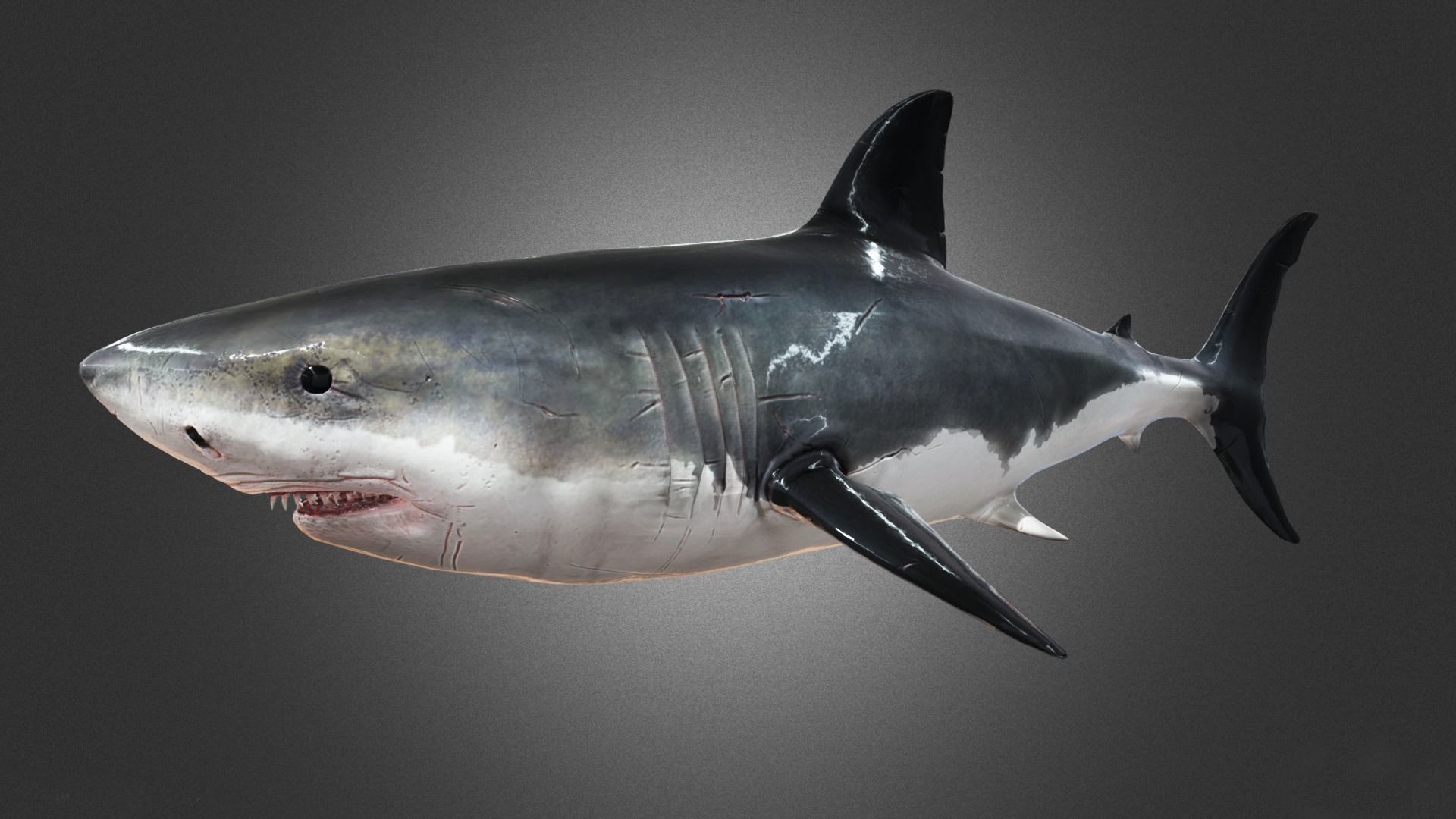 Shark Animation Low-poly 3D model_2