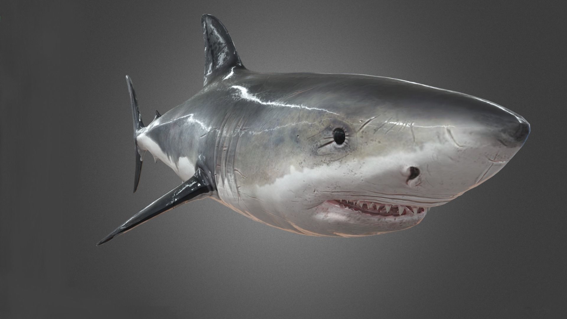 Shark Animation Low-poly 3D model_11