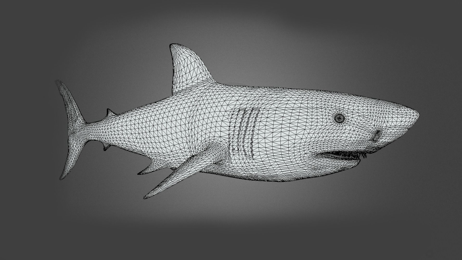 Shark Animation Low-poly 3D model_8