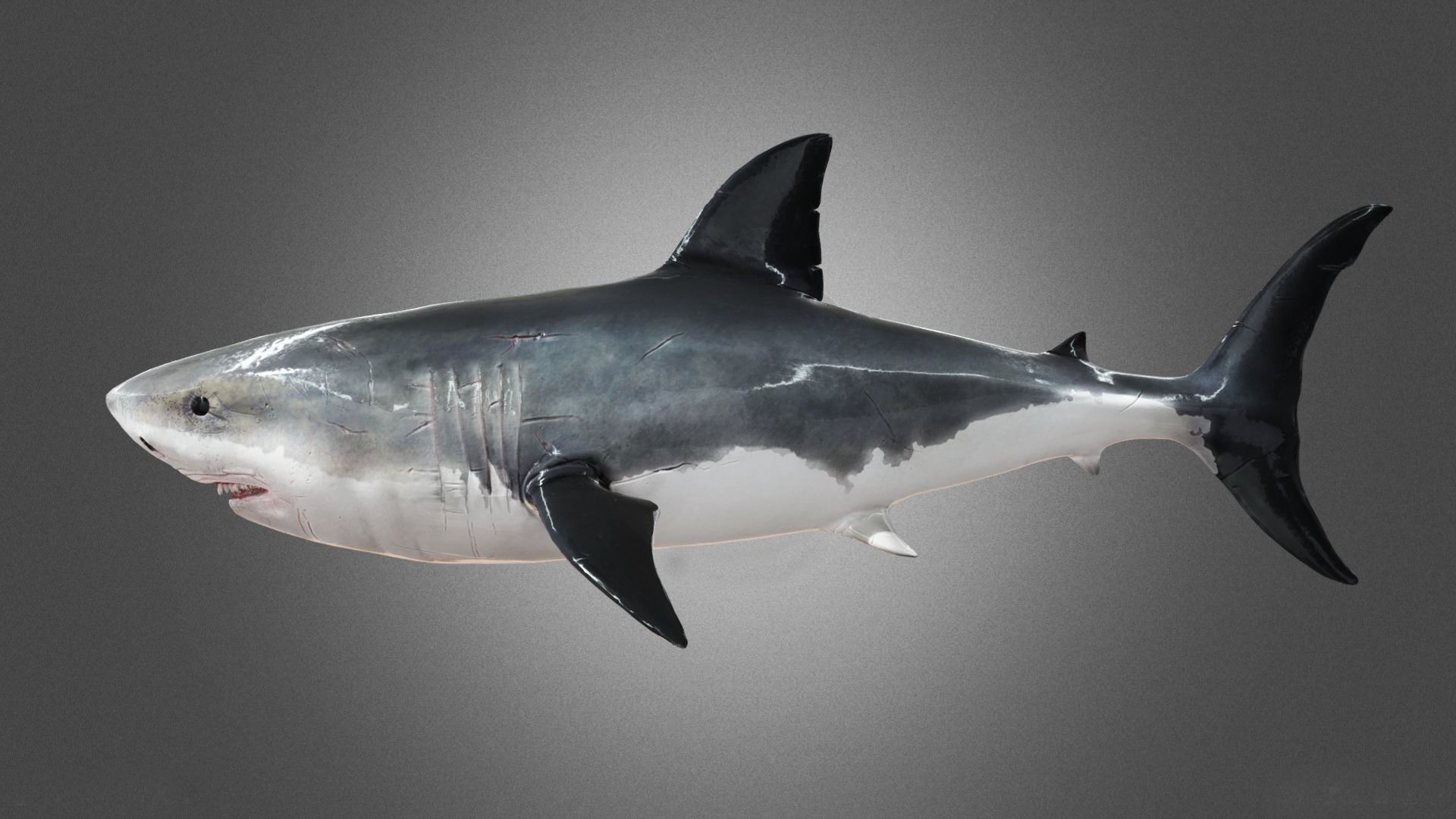 Shark Animation Low-poly 3D model_3
