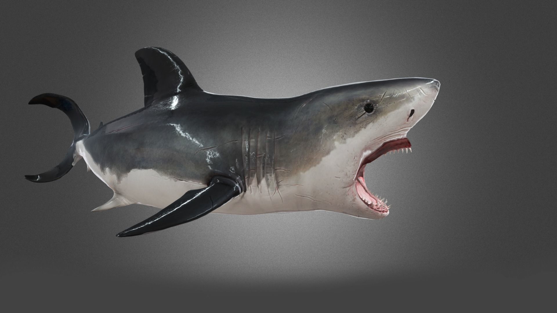 Shark Animation Low-poly 3D model_5
