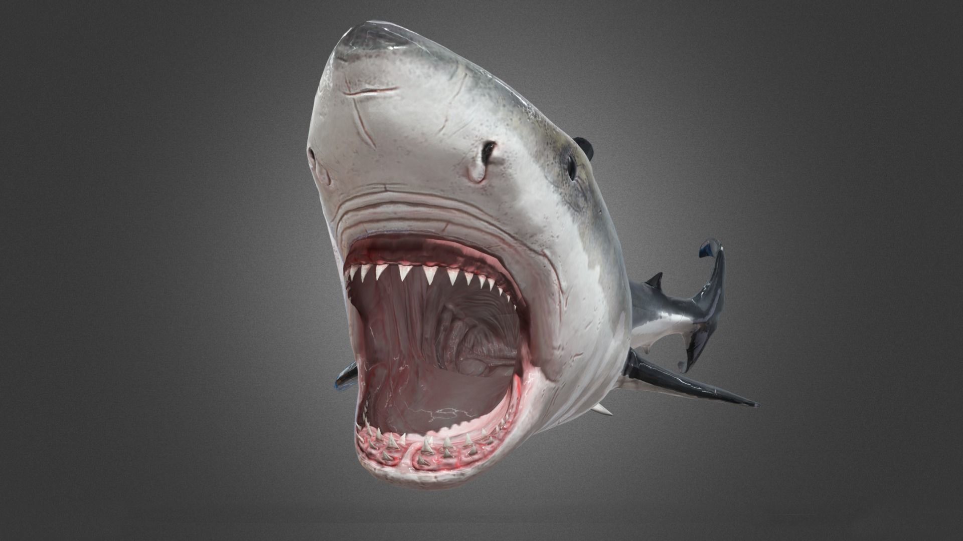 Shark Animation Low-poly 3D model_4