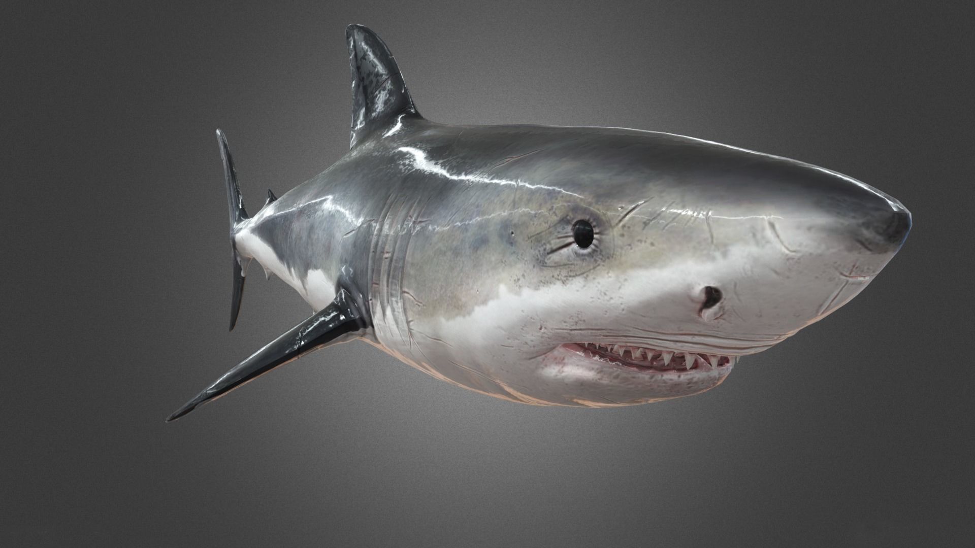 Shark Animation Low-poly 3D model_12