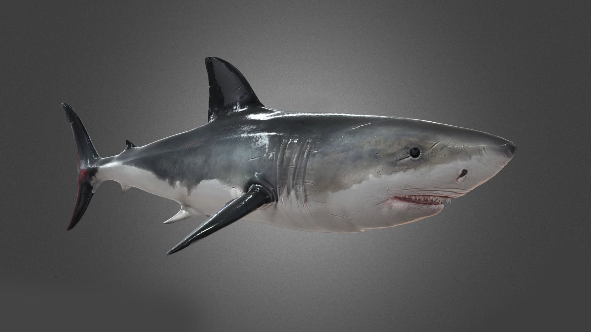 Shark Animation Low-poly 3D model_7