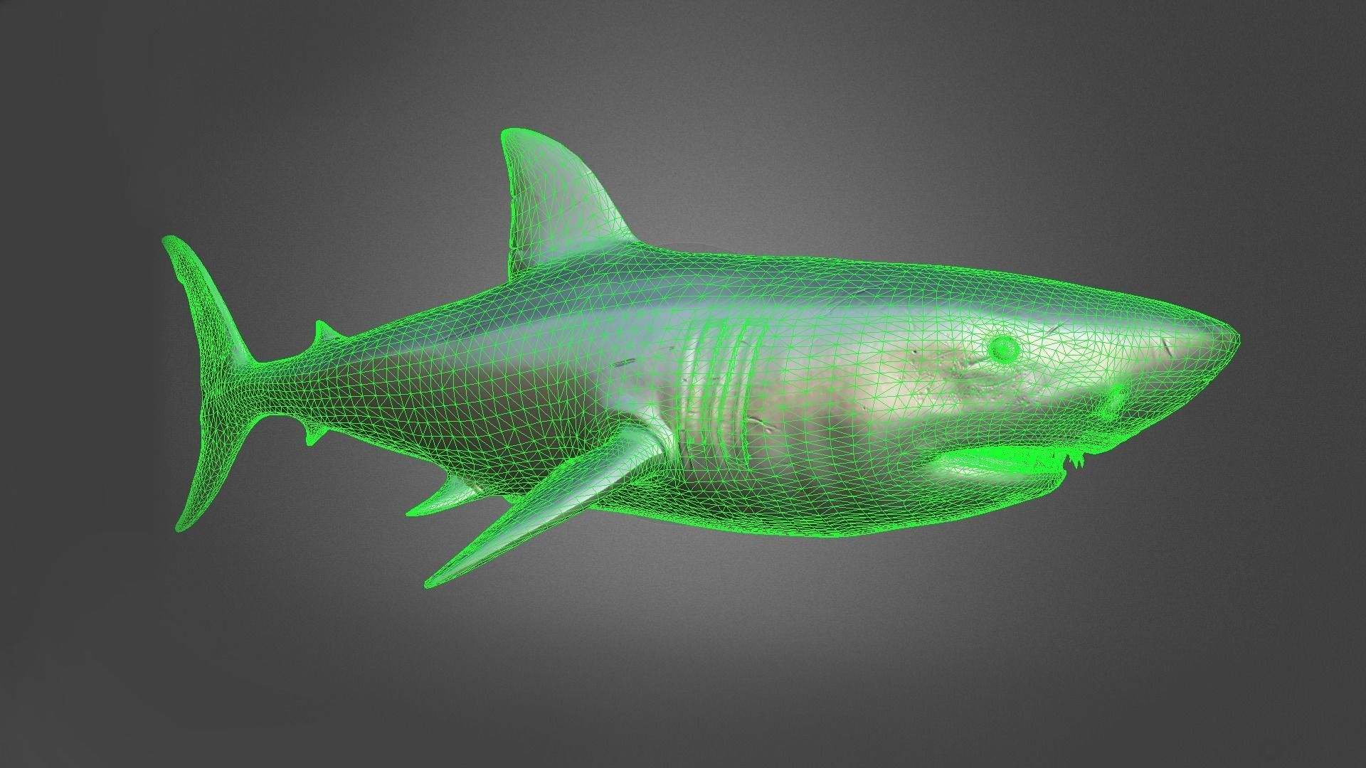 Shark Animation Low-poly 3D model_9
