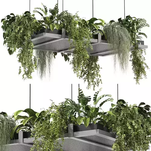 Hanging indoor Plants