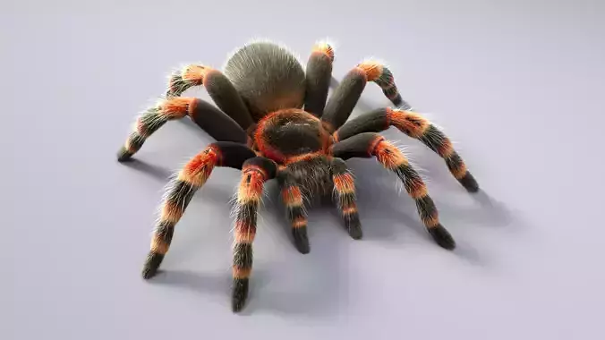 Tarantula