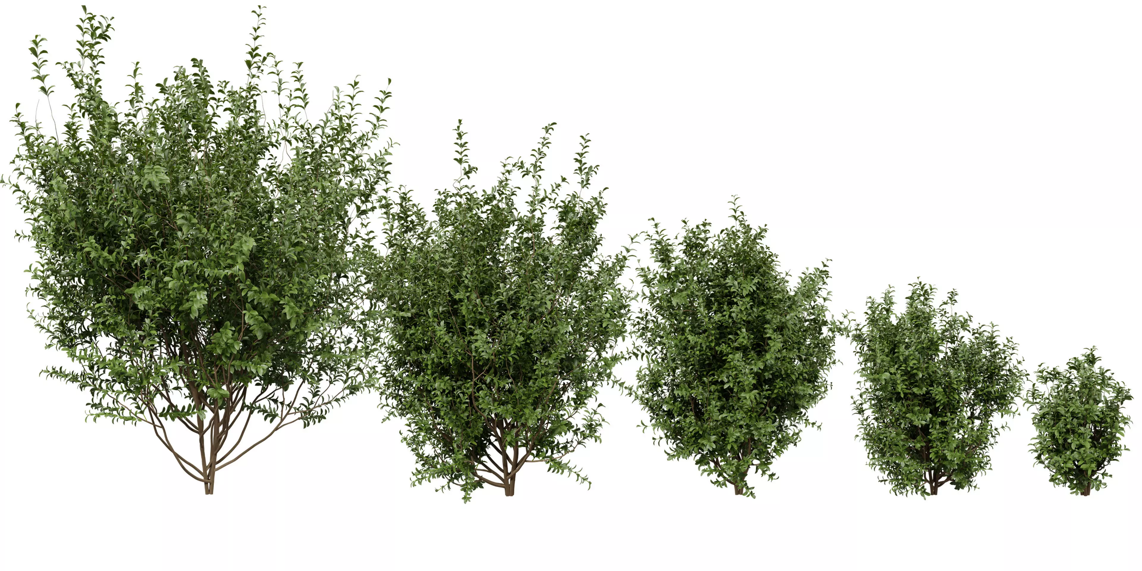 Collection plant vol 551 - blender model 3D model