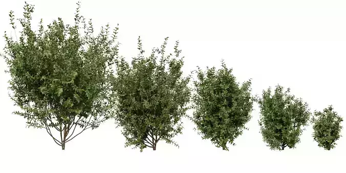   Collection plant vol 551 - blender model 