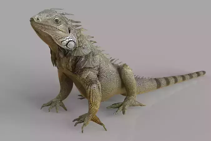 Iguana