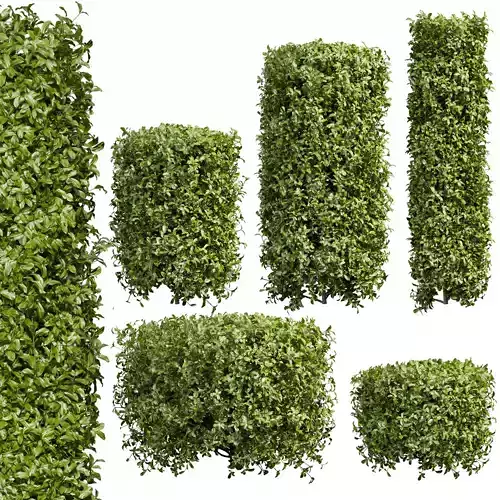 Collection plant vol 552 - Cylinder - ivy - laurus - nobilis 