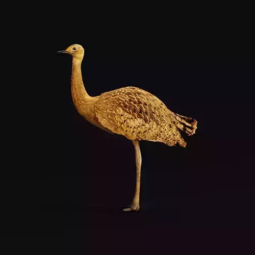 Bengal florican Bird