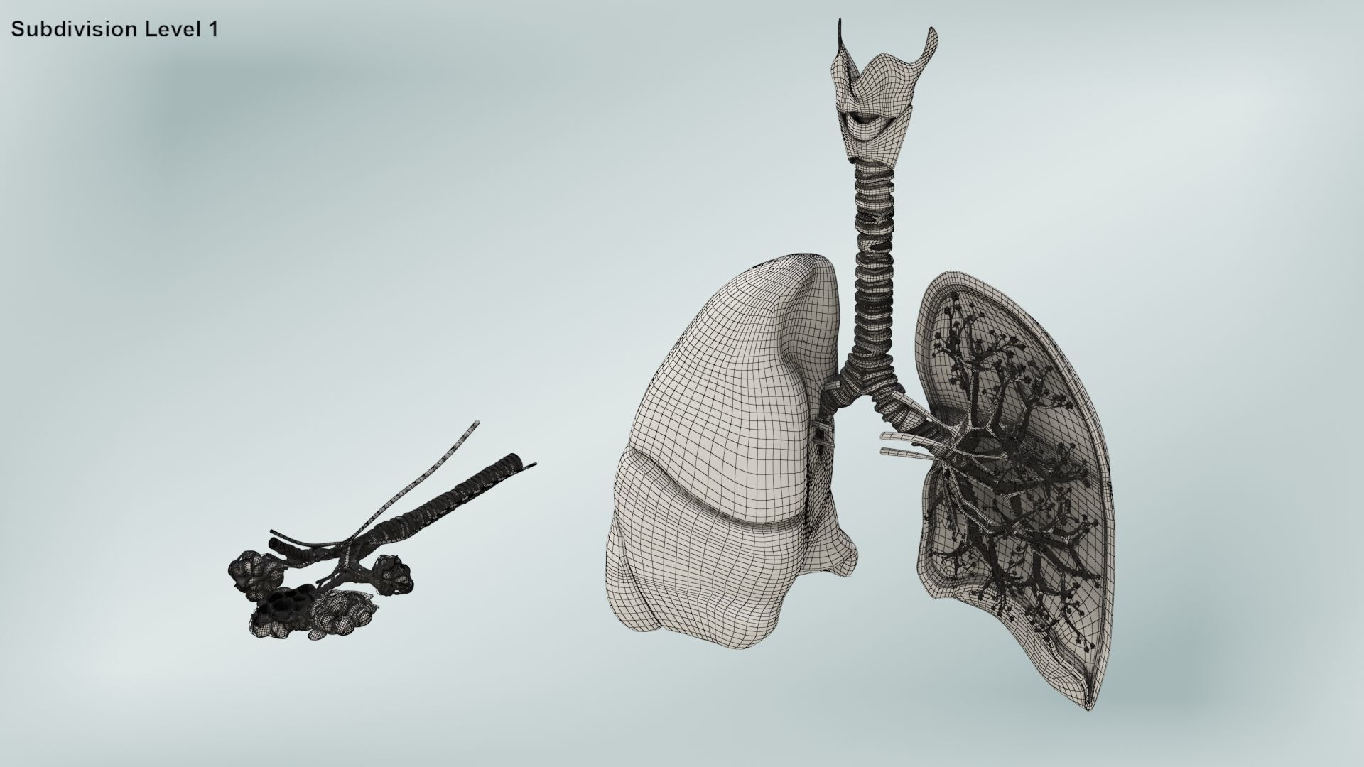 Anatomical Cross-Sectoion of LUNGS Low-poly 3D model_21