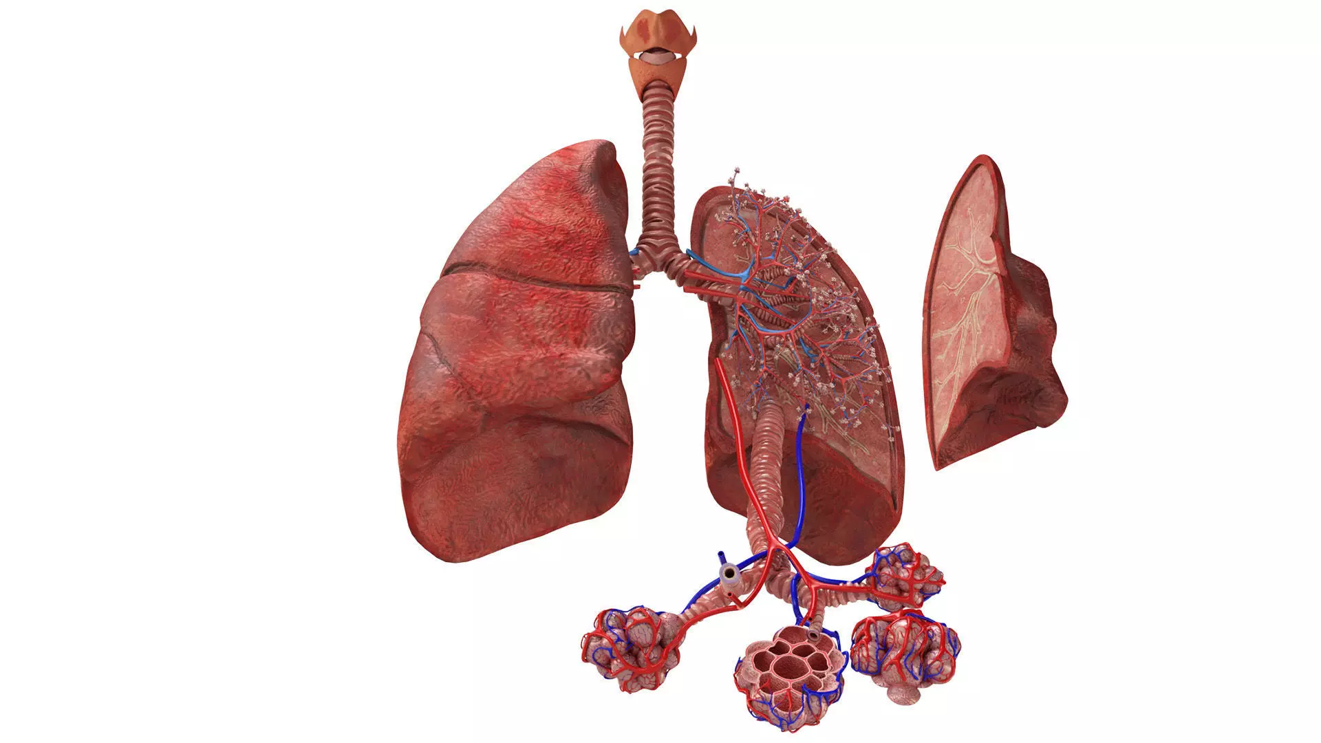Anatomical Cross-Sectoion of LUNGS Low-poly 3D model_0