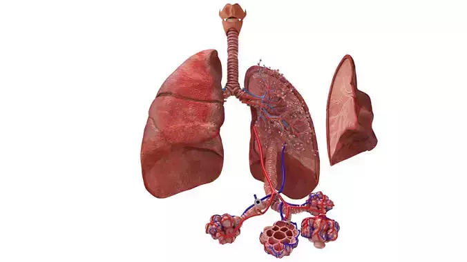 Anatomical Cross-Sectoion of LUNGS Low-poly 3D model
