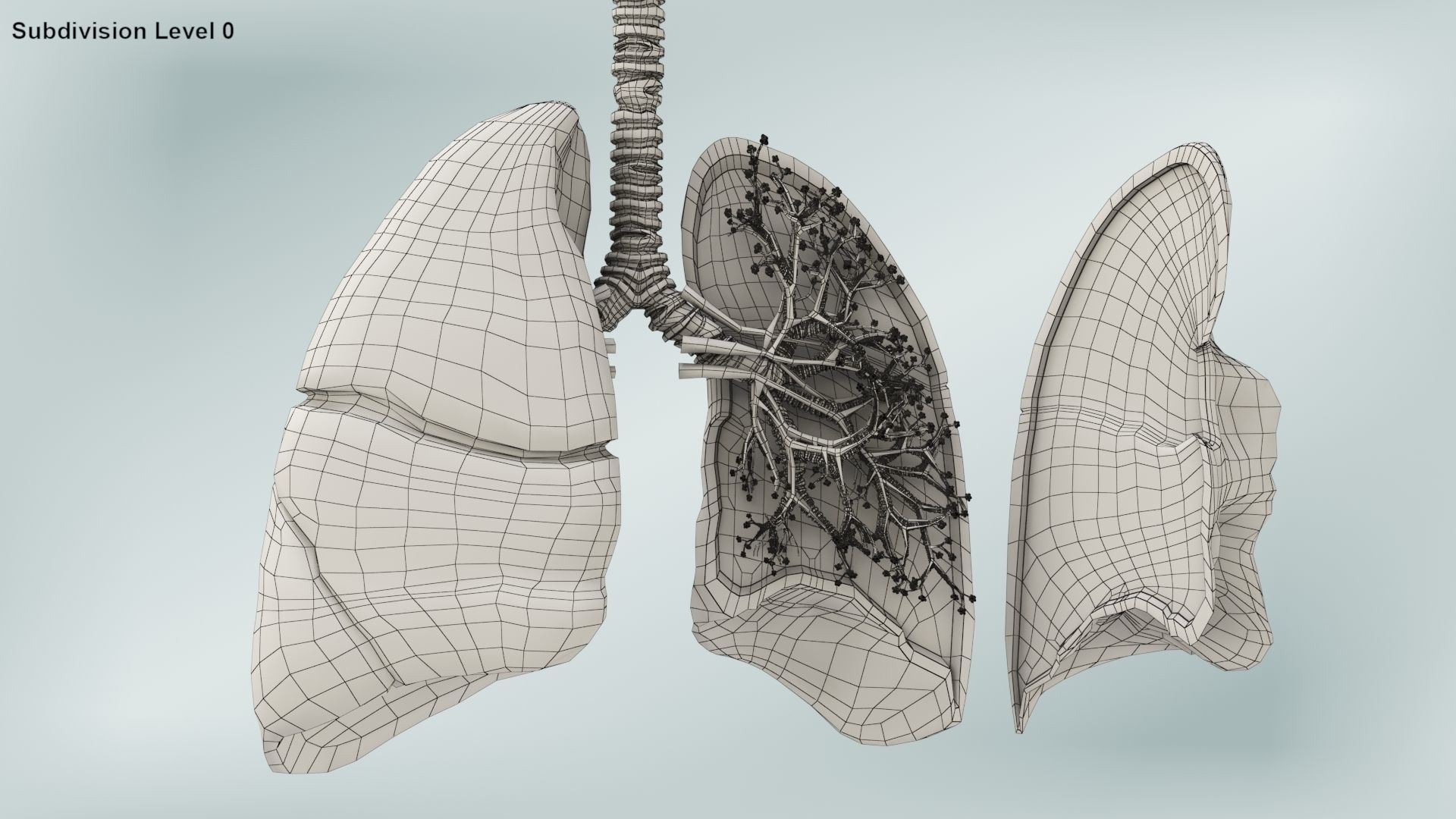 Anatomical Cross-Sectoion of LUNGS Low-poly 3D model_22