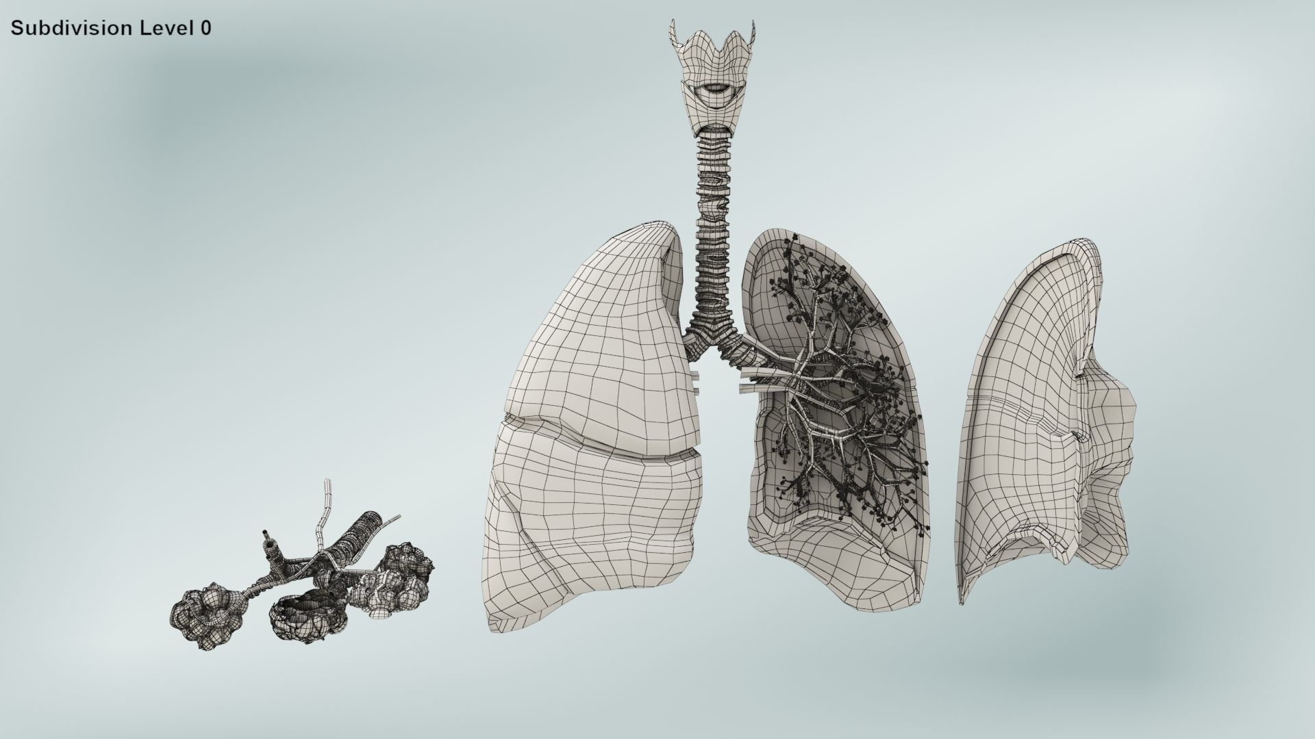Anatomical Cross-Sectoion of LUNGS Low-poly 3D model_24