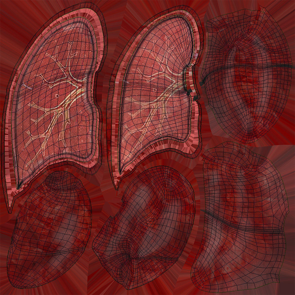 Anatomical Cross-Sectoion of LUNGS Low-poly 3D model_13