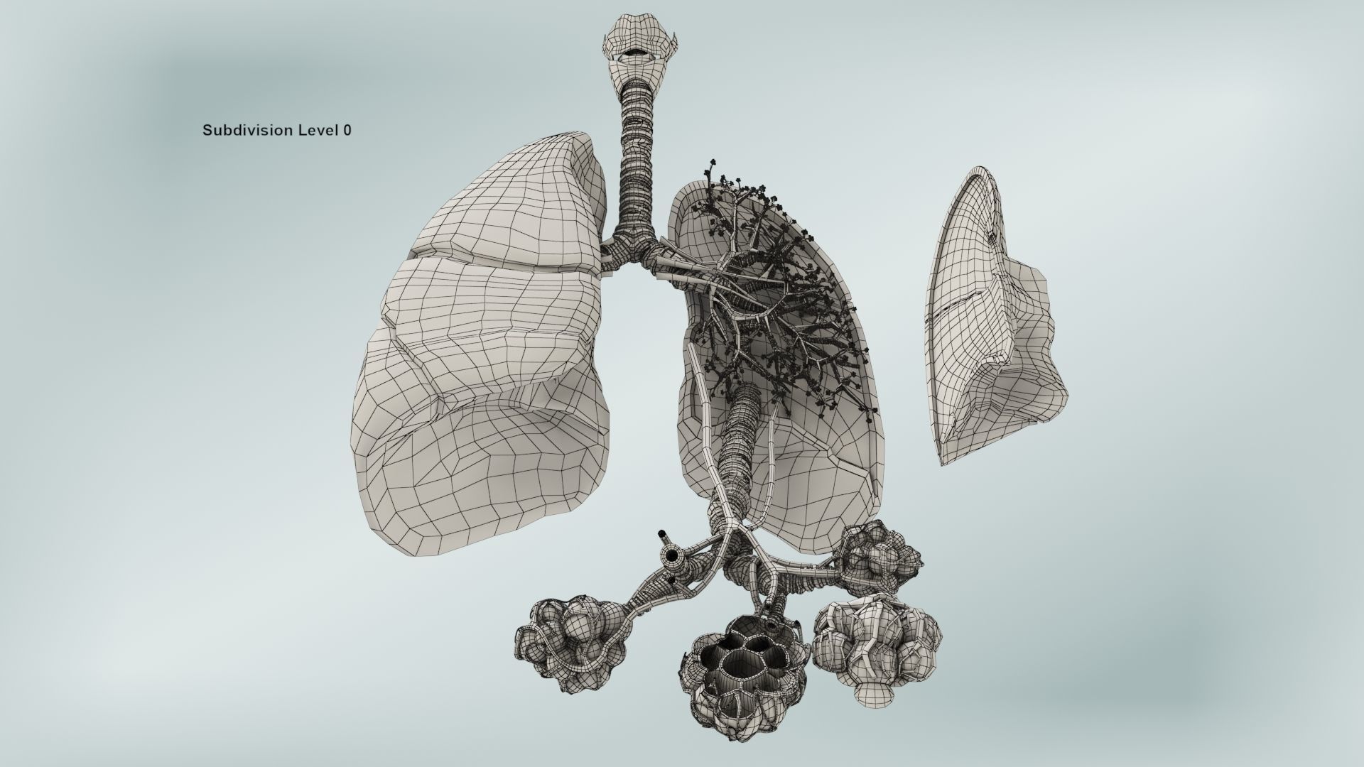 Anatomical Cross-Sectoion of LUNGS Low-poly 3D model_14