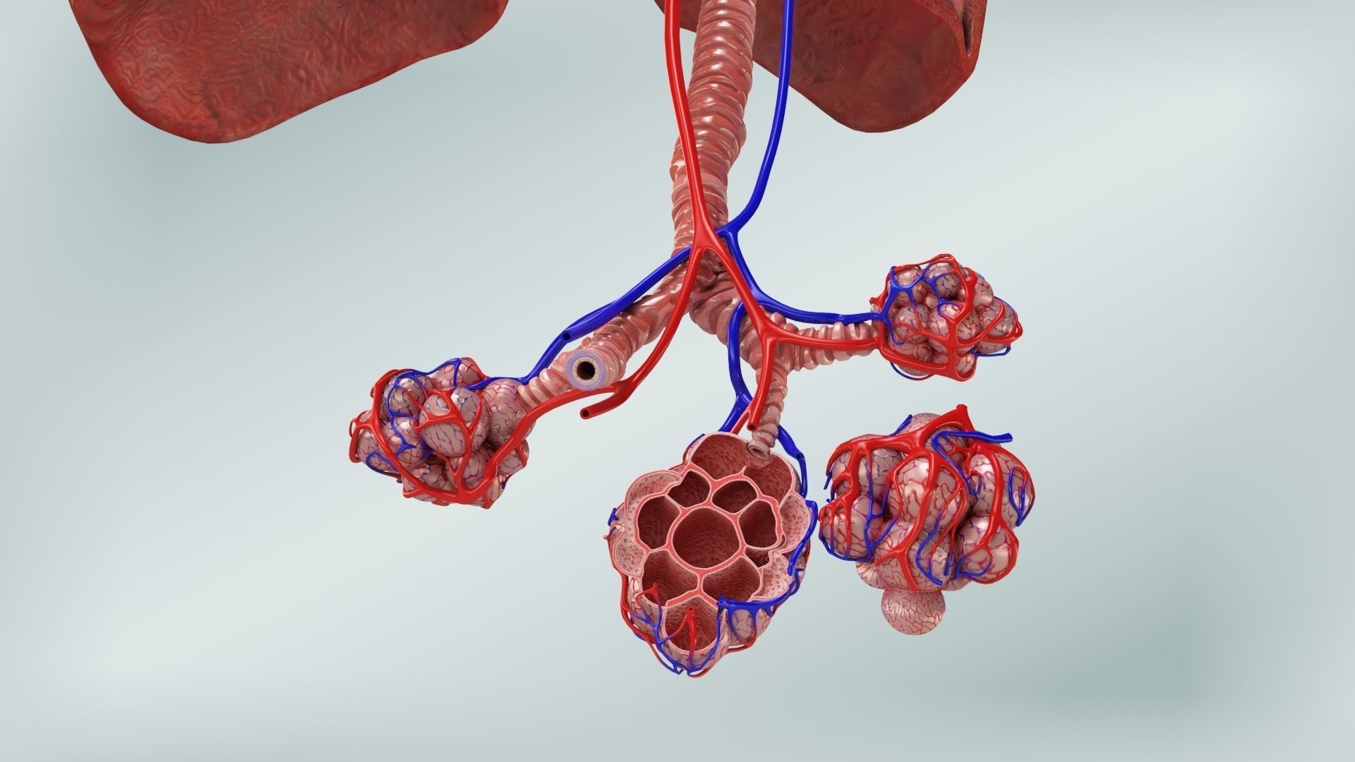 Anatomical Cross-Sectoion of LUNGS Low-poly 3D model_4