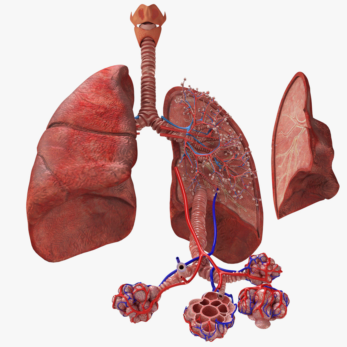 Anatomical Cross-Sectoion of LUNGS Low-poly 3D model_37