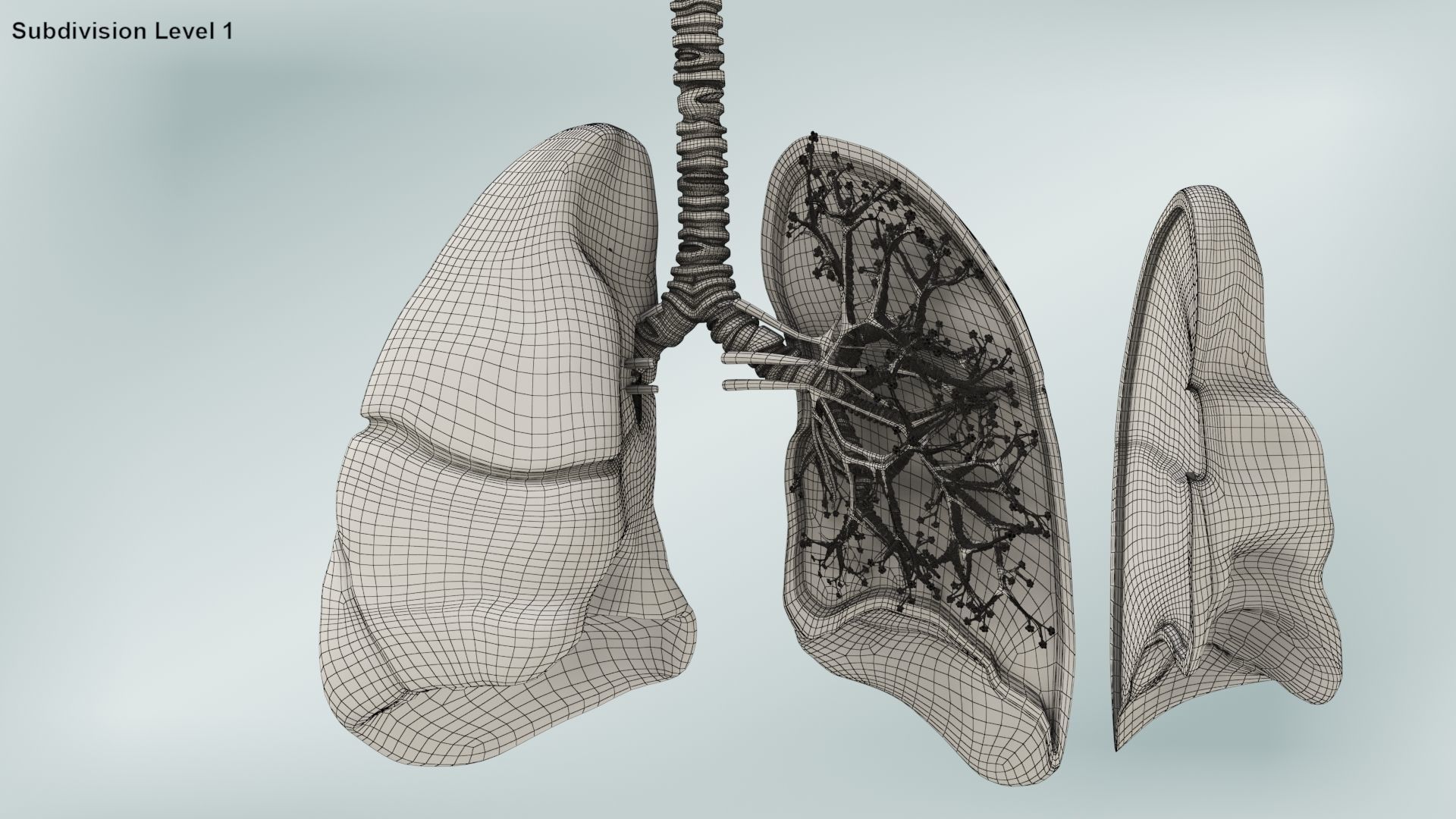 Anatomical Cross-Sectoion of LUNGS Low-poly 3D model_19