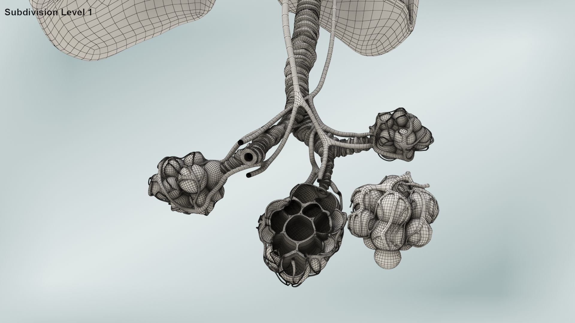 Anatomical Cross-Sectoion of LUNGS Low-poly 3D model_17