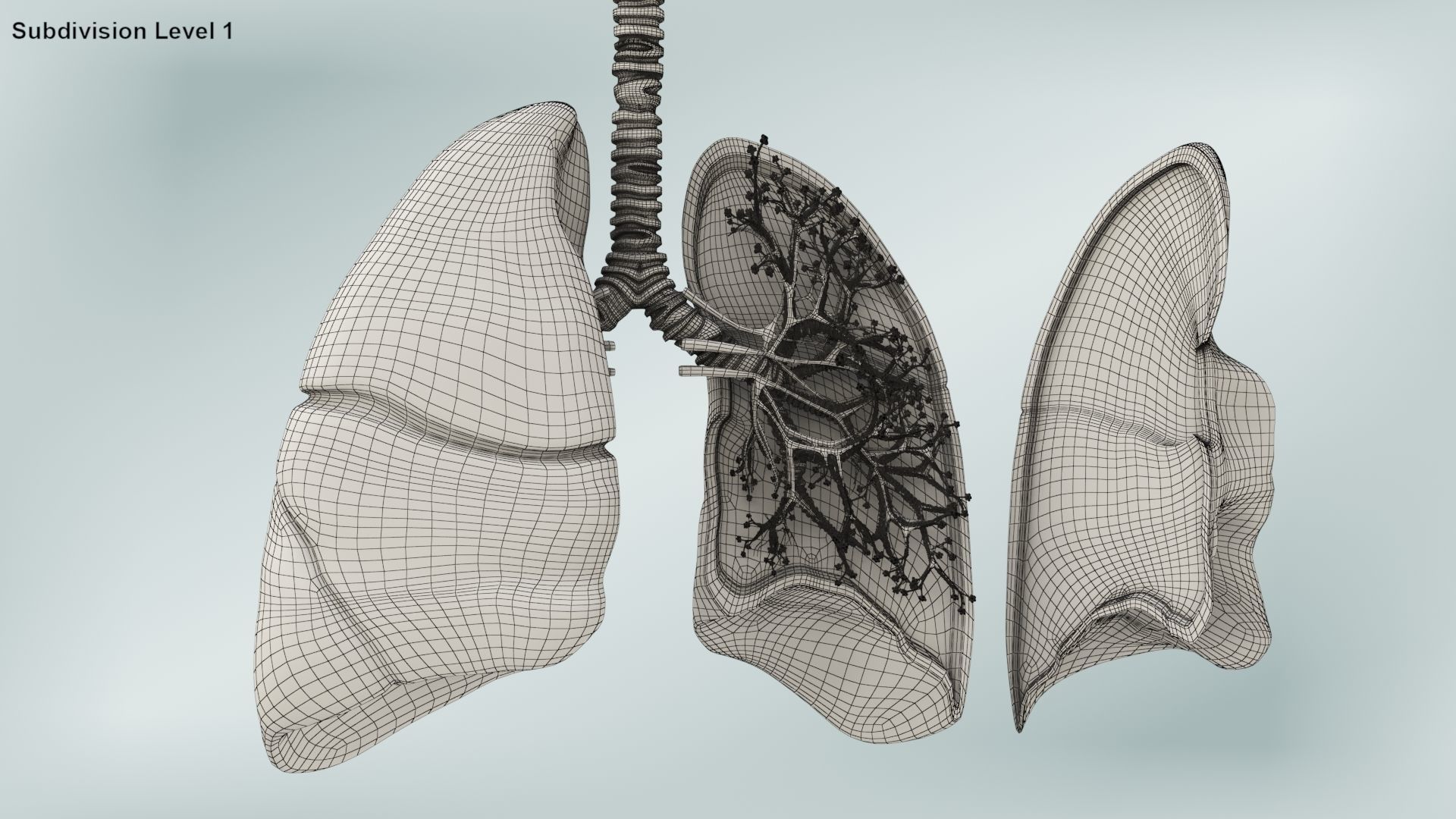 Anatomical Cross-Sectoion of LUNGS Low-poly 3D model_23