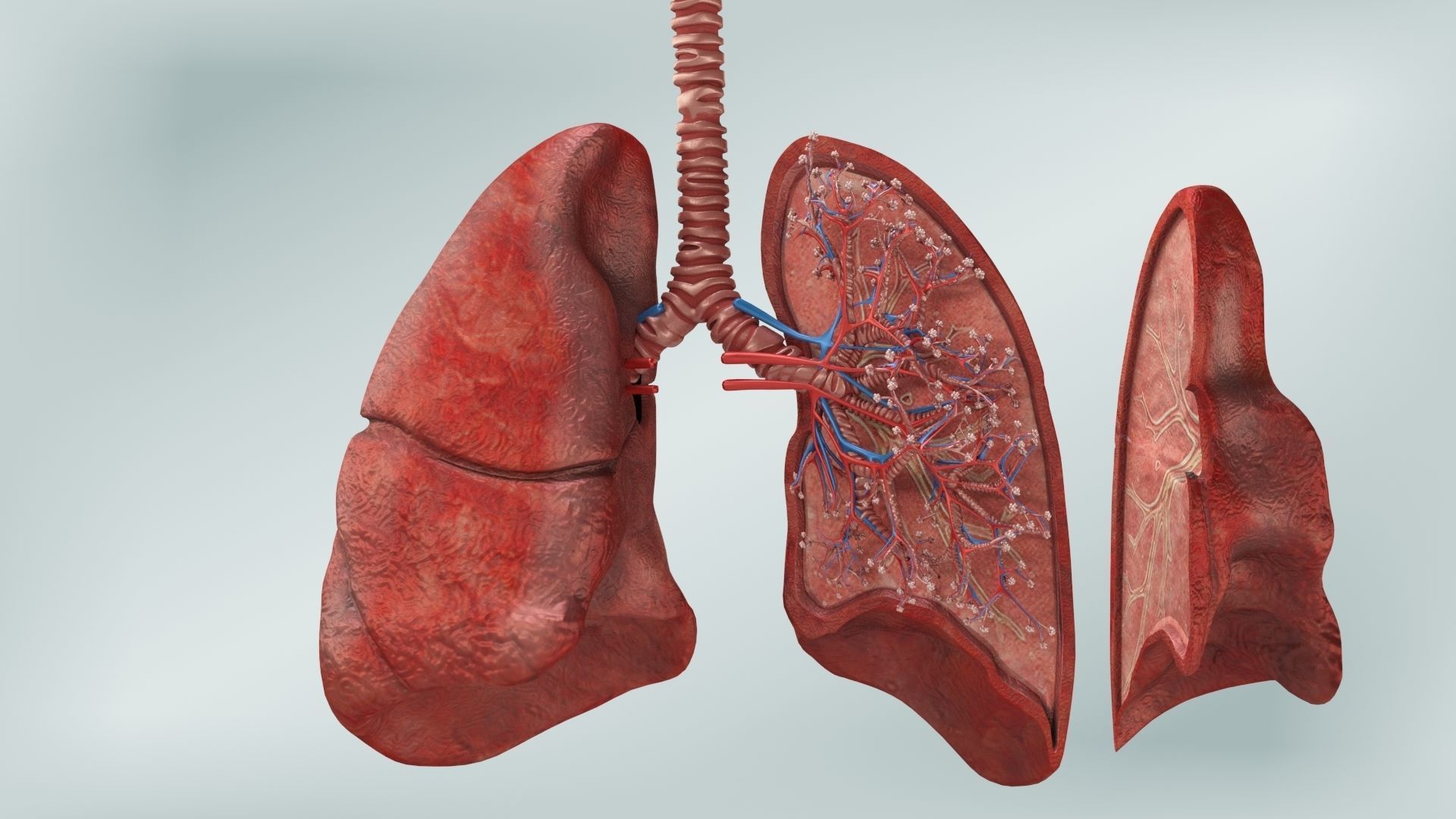 Anatomical Cross-Sectoion of LUNGS Low-poly 3D model_11