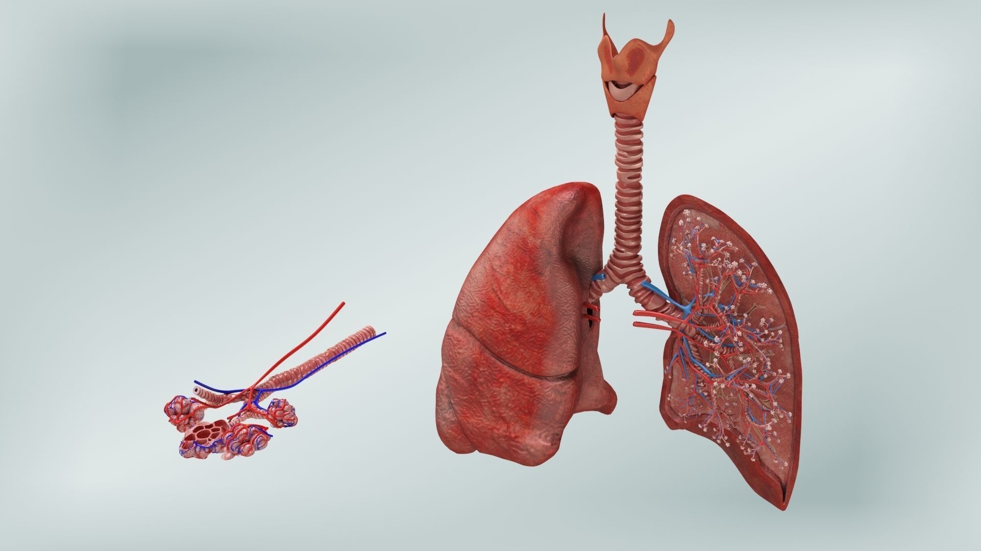 Anatomical Cross-Sectoion of LUNGS Low-poly 3D model_10