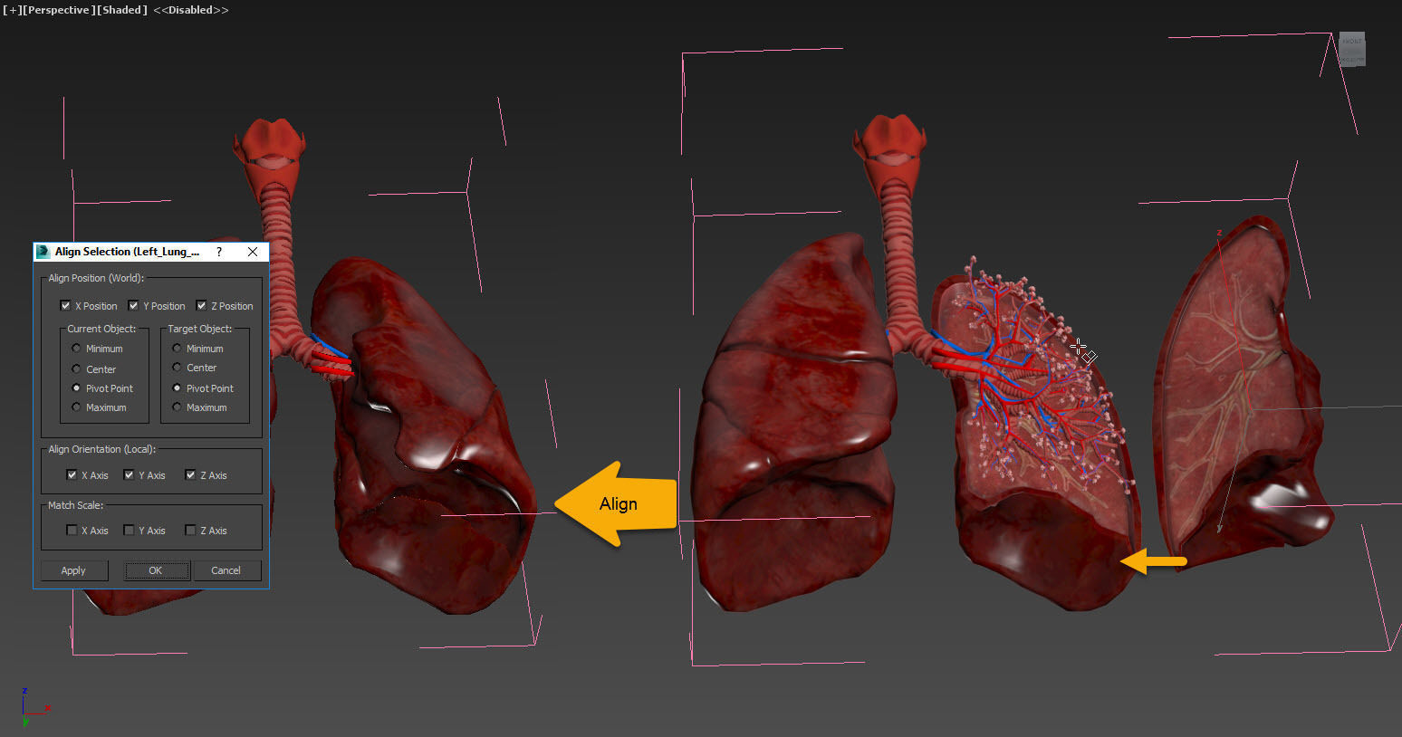 Anatomical Cross-Sectoion of LUNGS Low-poly 3D model_12