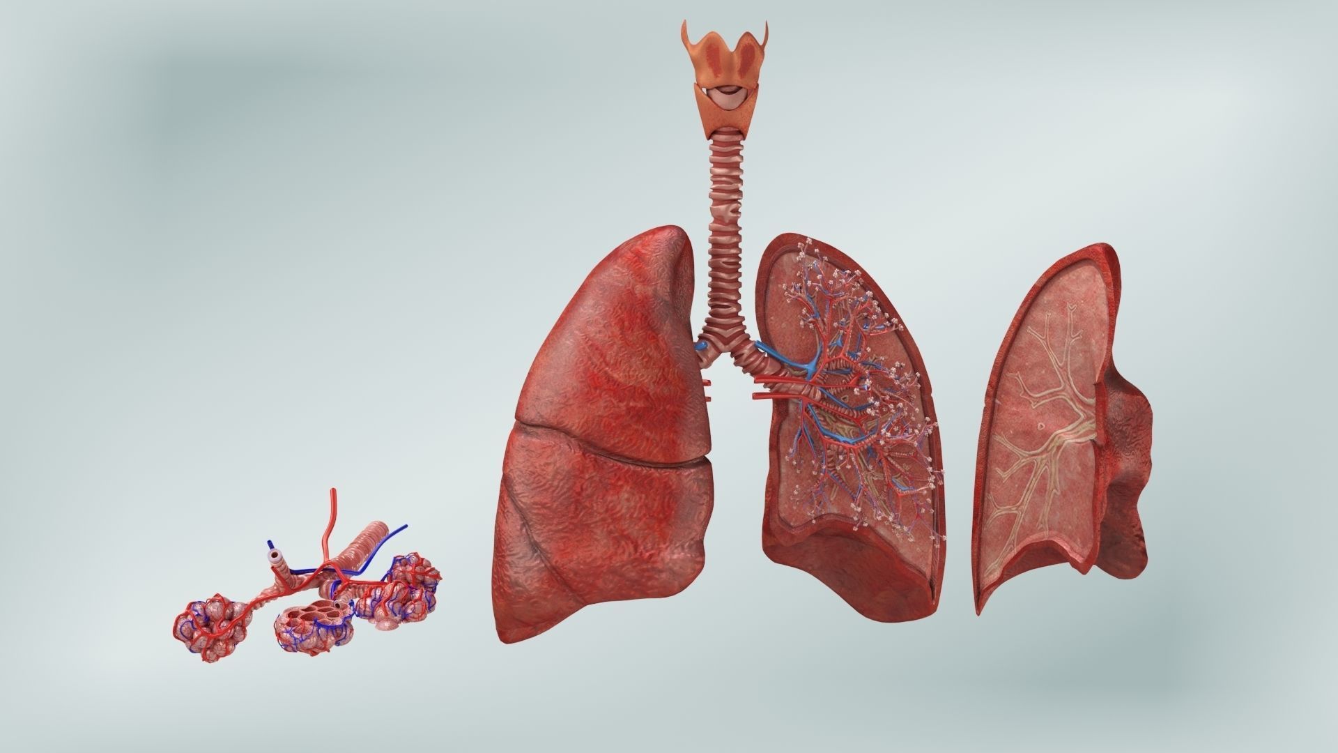 Anatomical Cross-Sectoion of LUNGS Low-poly 3D model_1
