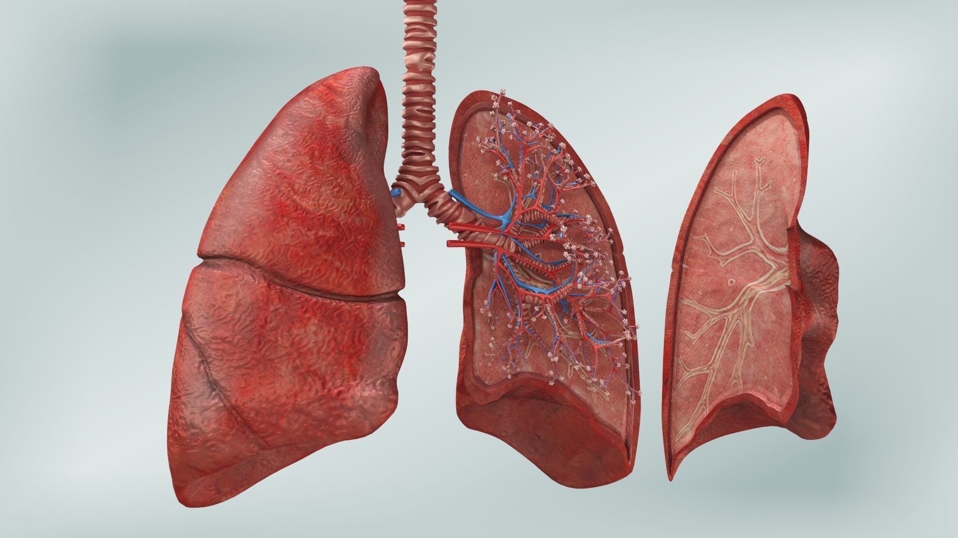 Anatomical Cross-Sectoion of LUNGS Low-poly 3D model_3