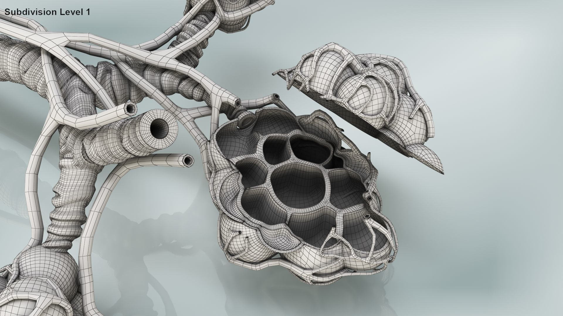 Anatomical Cross-Sectoion of LUNGS Low-poly 3D model_34