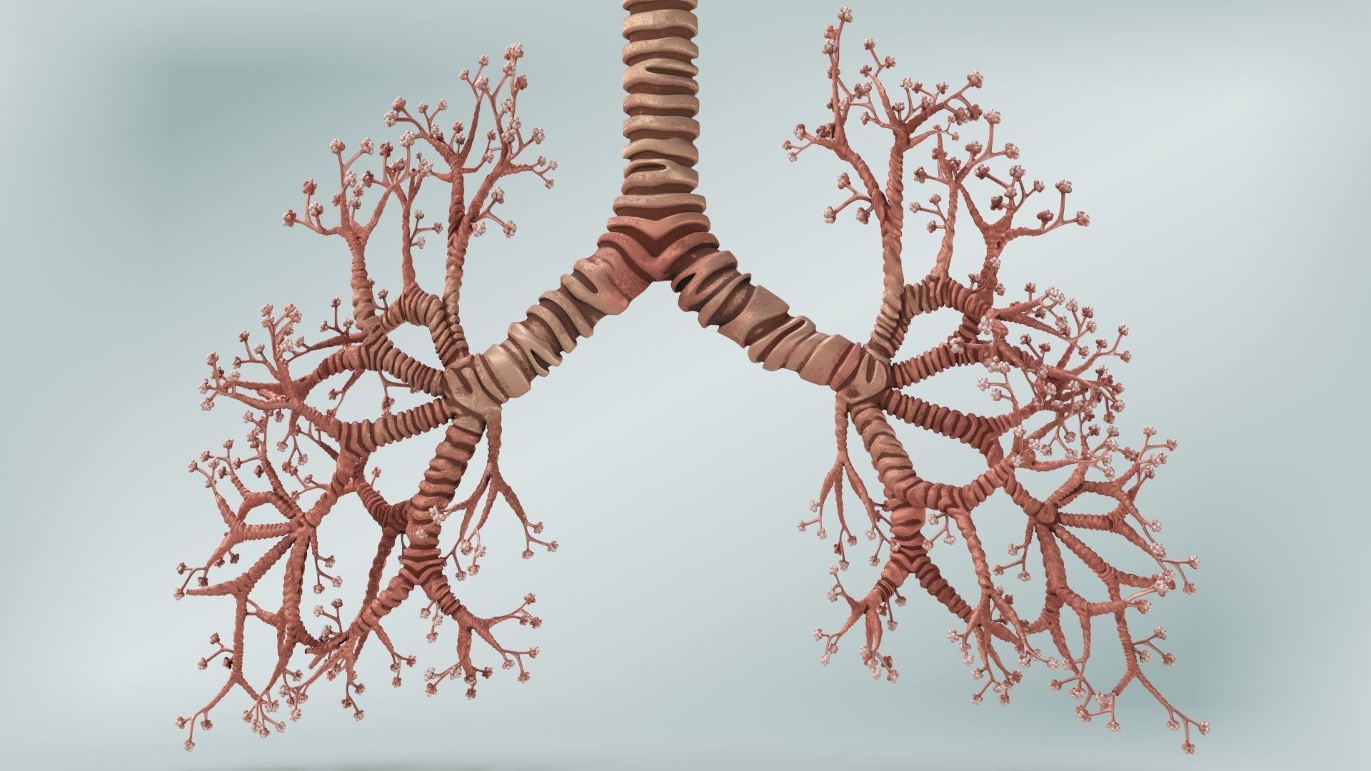 Anatomical Cross-Sectoion of LUNGS Low-poly 3D model_6