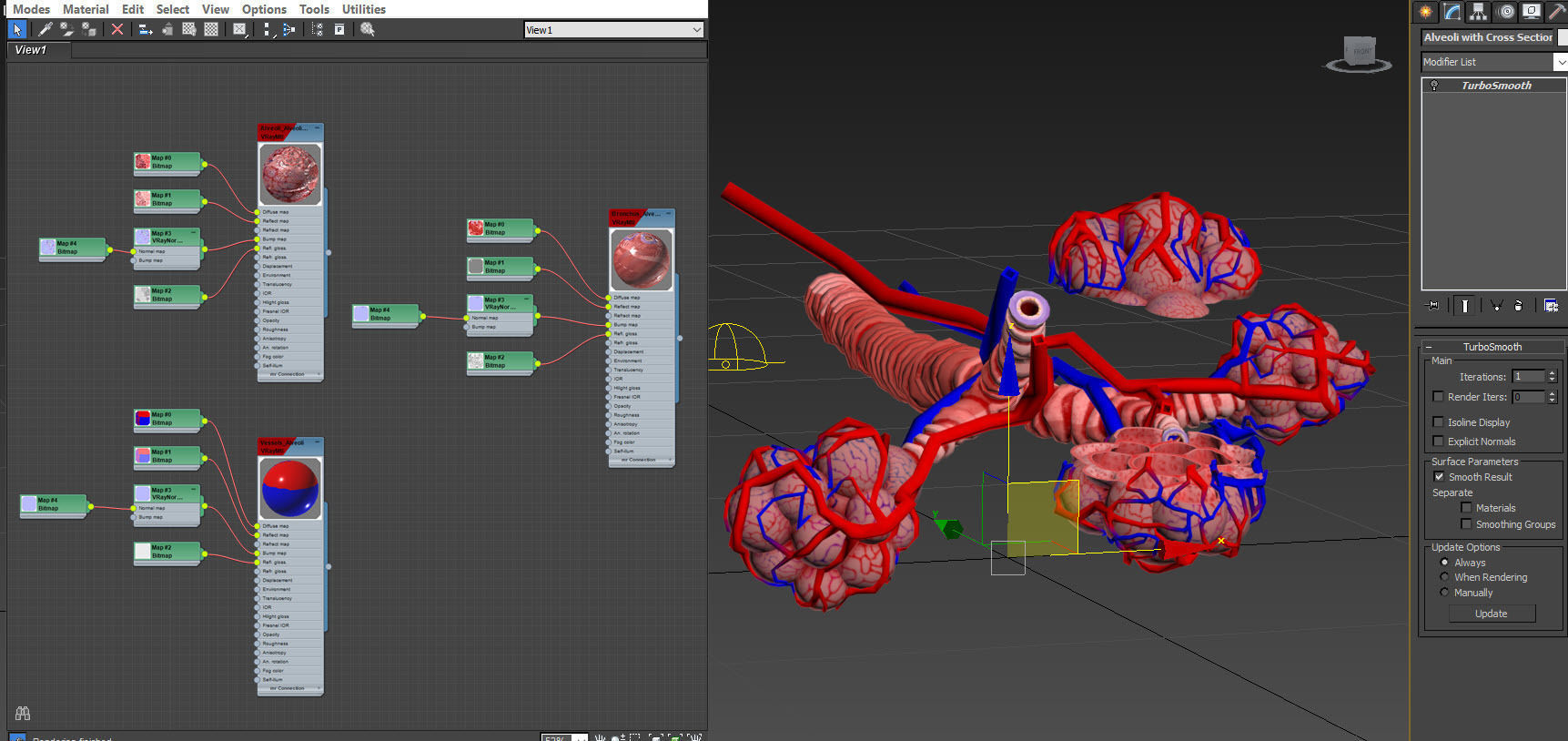 Anatomical Cross-Sectoion of LUNGS Low-poly 3D model_31
