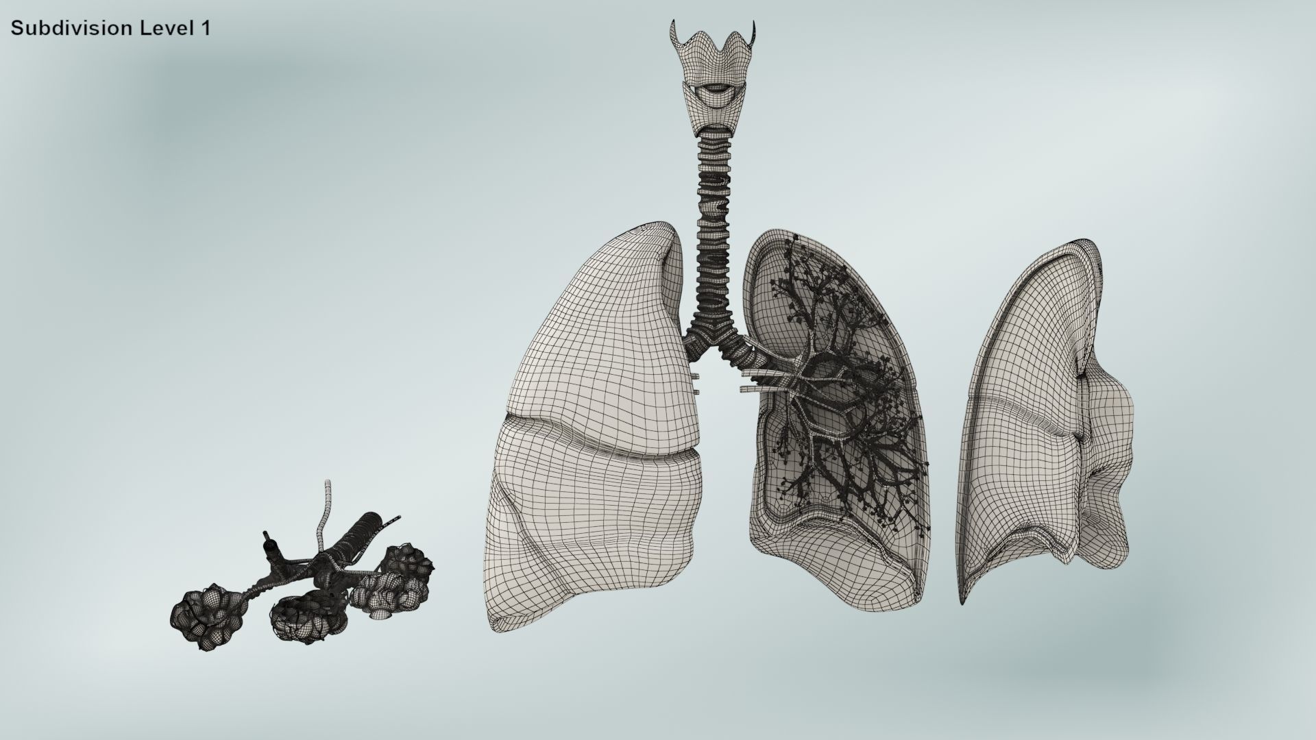 Anatomical Cross-Sectoion of LUNGS Low-poly 3D model_25