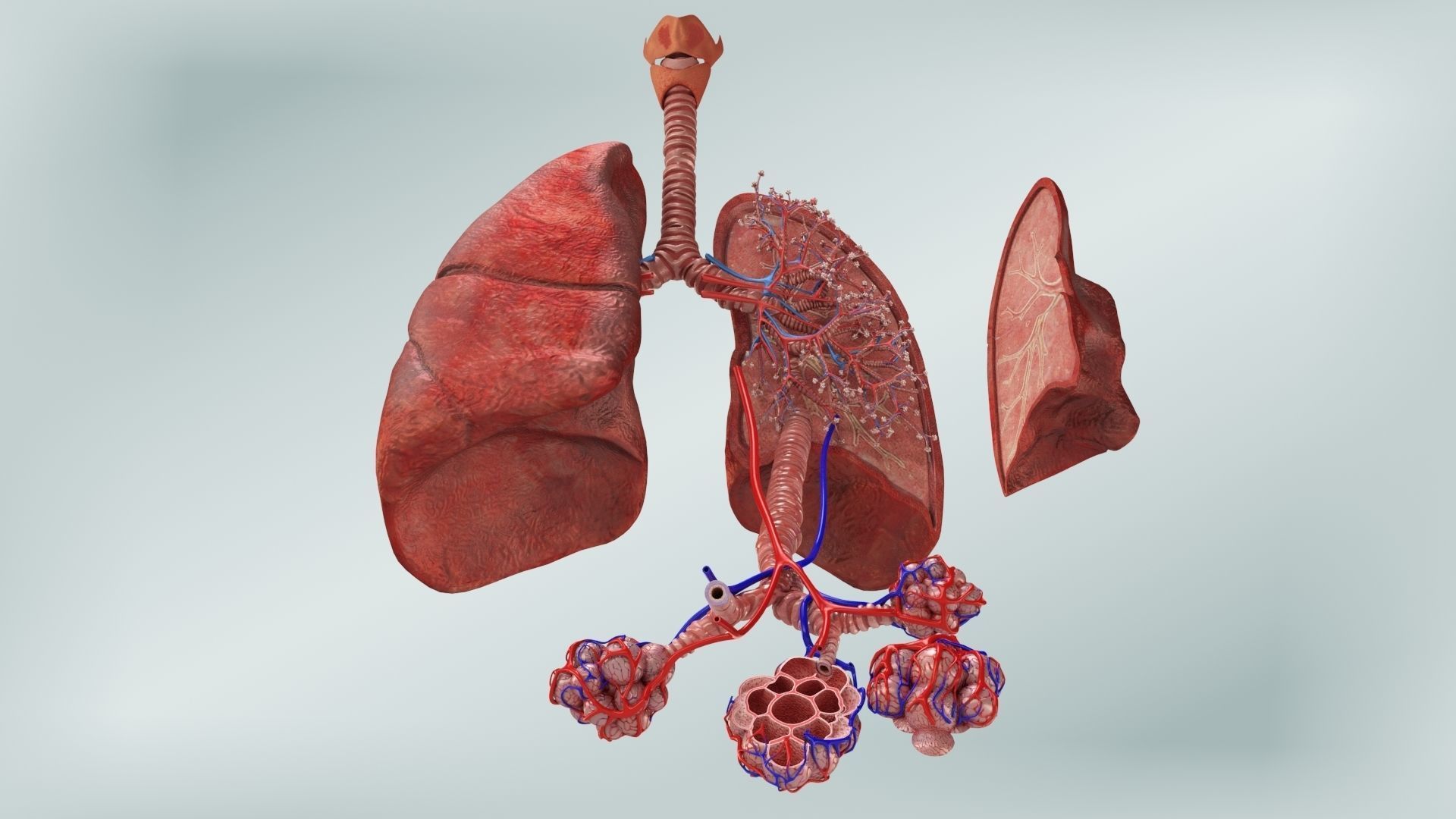 Anatomical Cross-Sectoion of LUNGS Low-poly 3D model_2