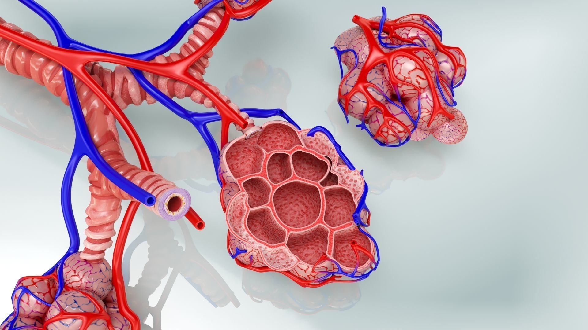 Anatomical Cross-Sectoion of LUNGS Low-poly 3D model_9