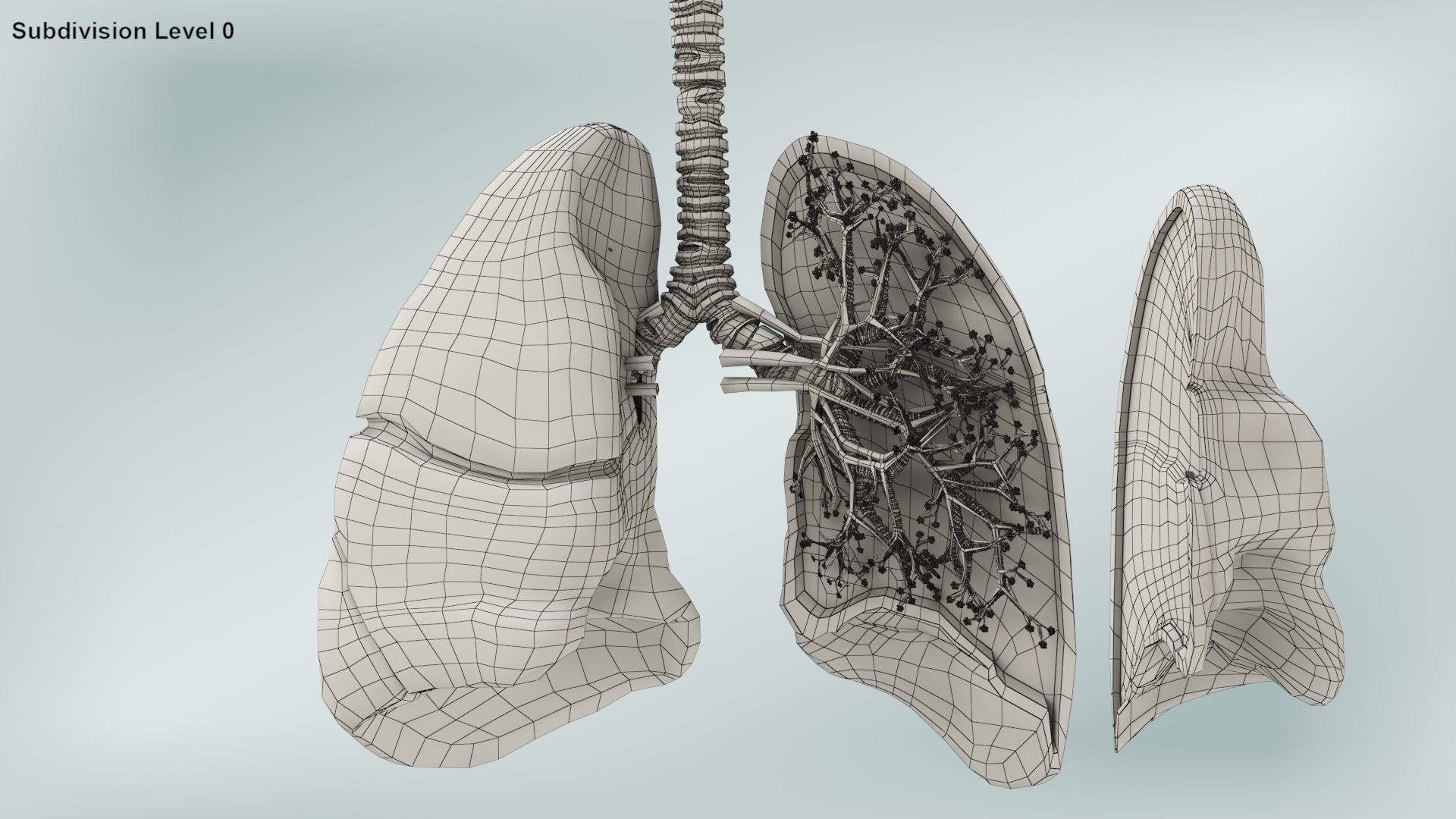 Anatomical Cross-Sectoion of LUNGS Low-poly 3D model_18