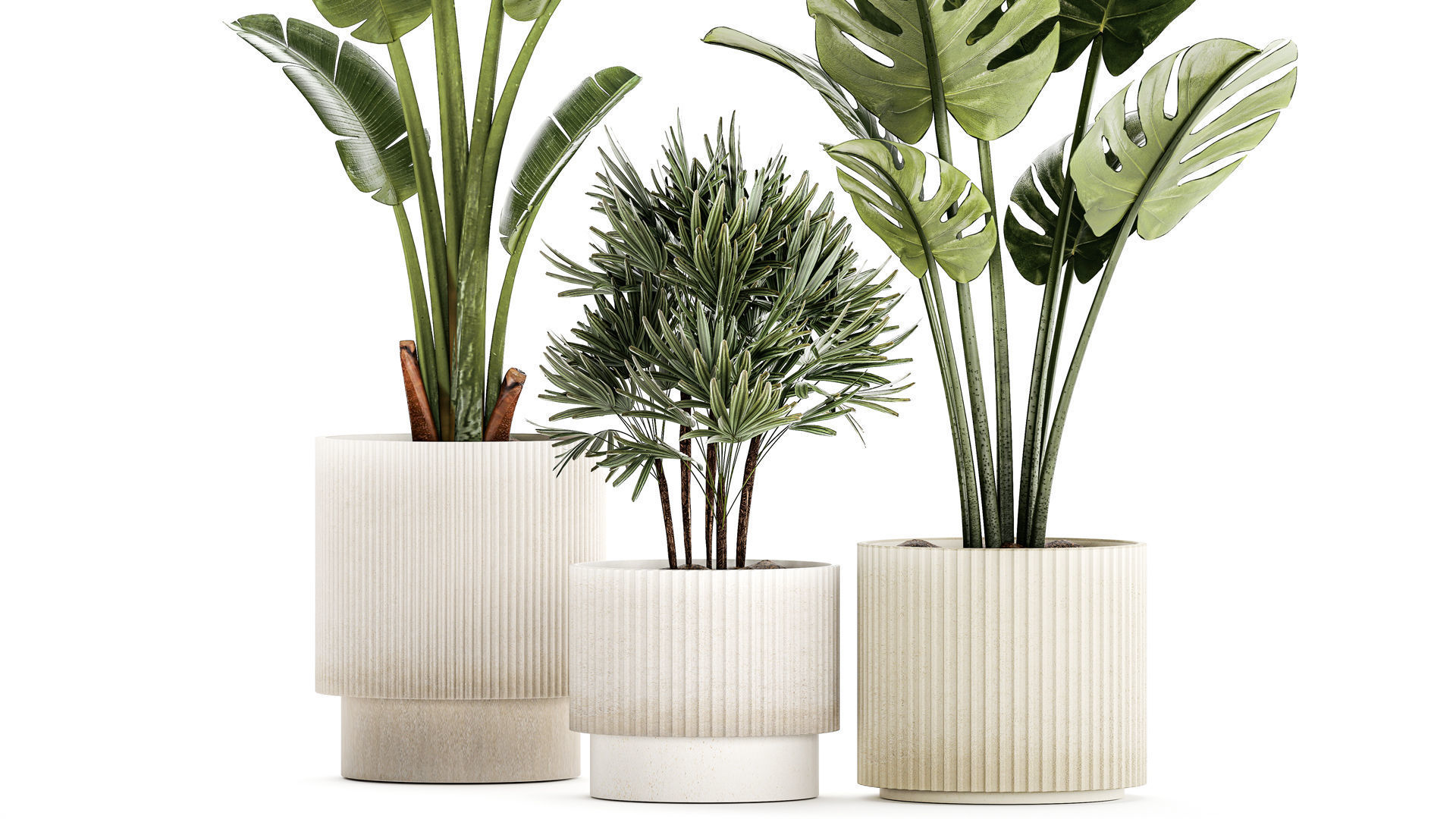 Set of small Strelitzia Monstera Raphis Palm plants 1452 3D model_3