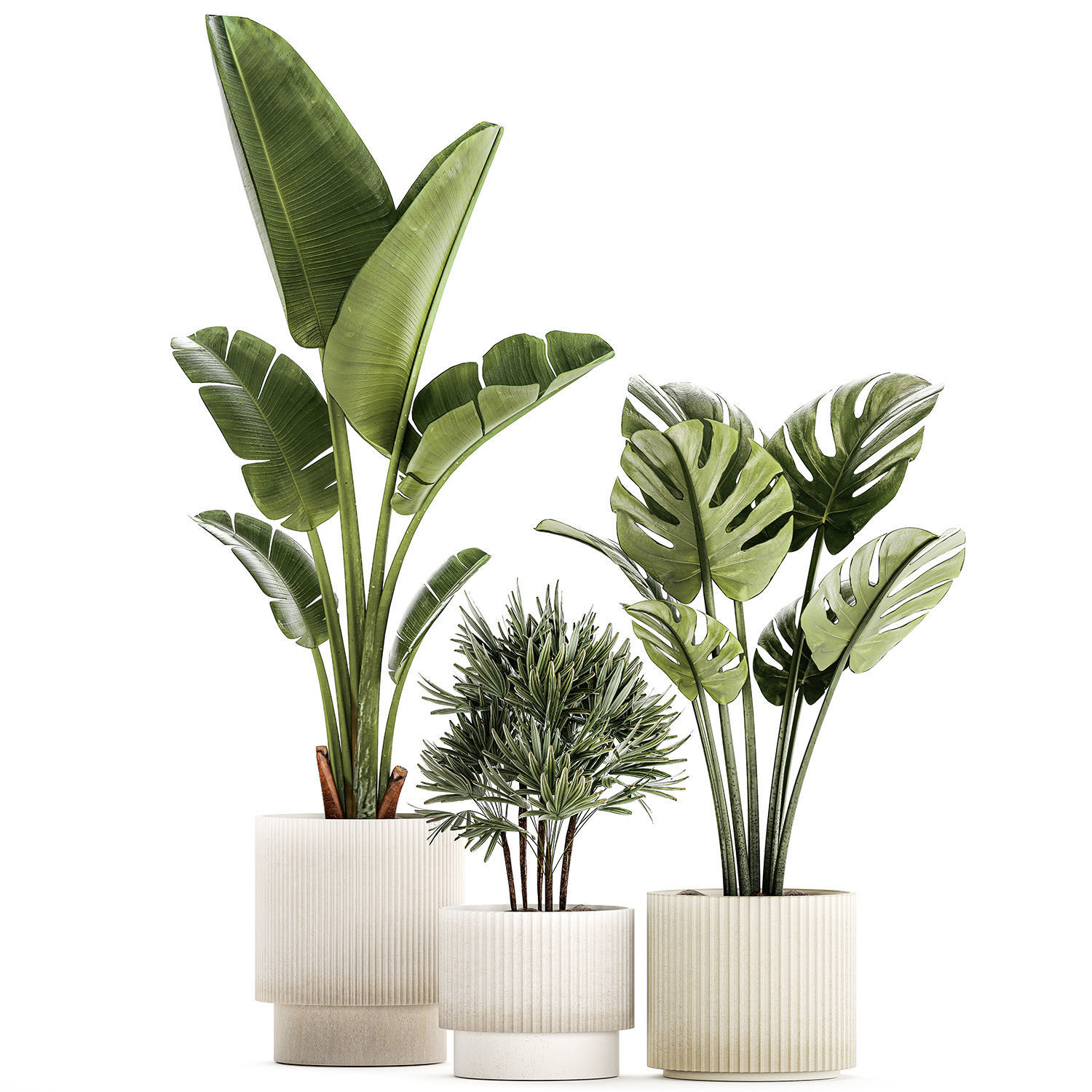 Set of small Strelitzia Monstera Raphis Palm plants 1452 3D model_8