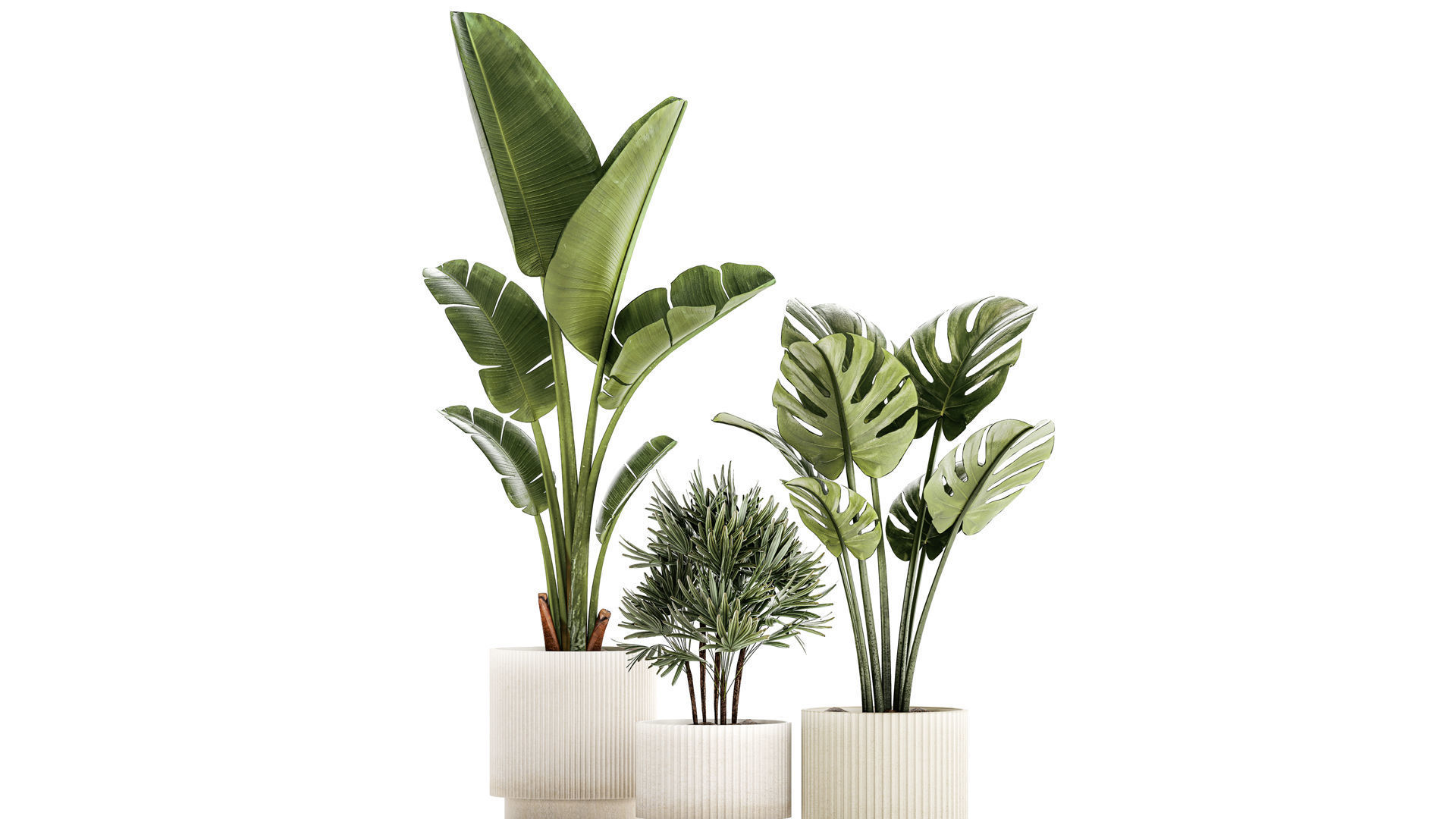 Set of small Strelitzia Monstera Raphis Palm plants 1452 3D model_2