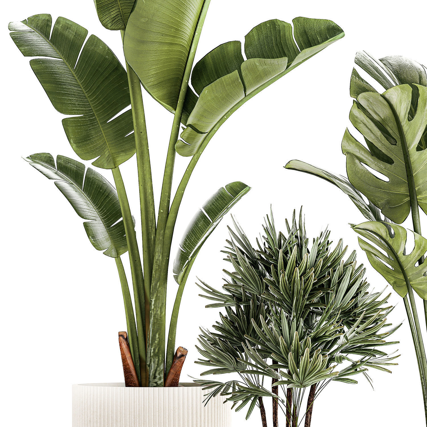 Set of small Strelitzia Monstera Raphis Palm plants 1452 3D model_10
