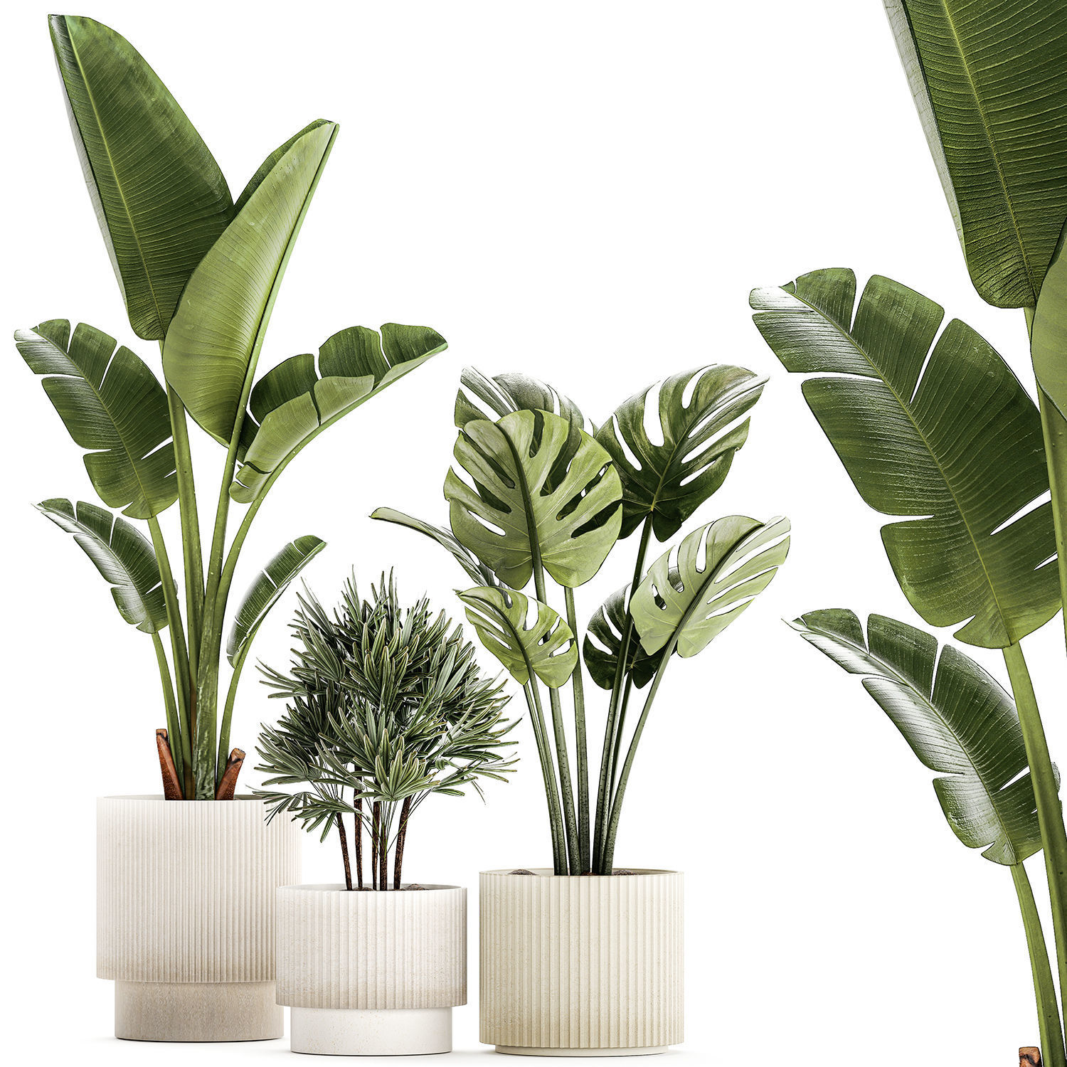 Set of small Strelitzia Monstera Raphis Palm plants 1452 3D model_7