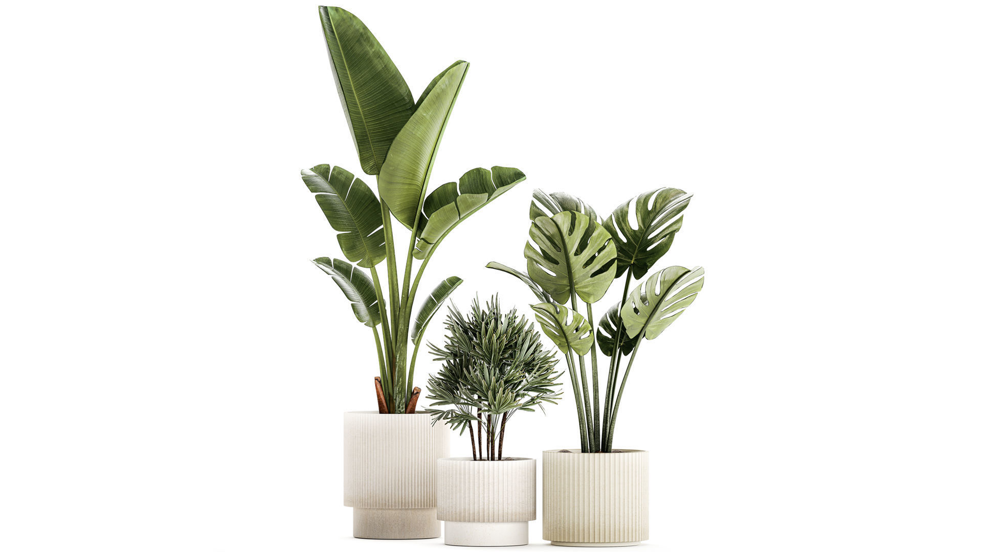 Set of small Strelitzia Monstera Raphis Palm plants 1452 3D model_1