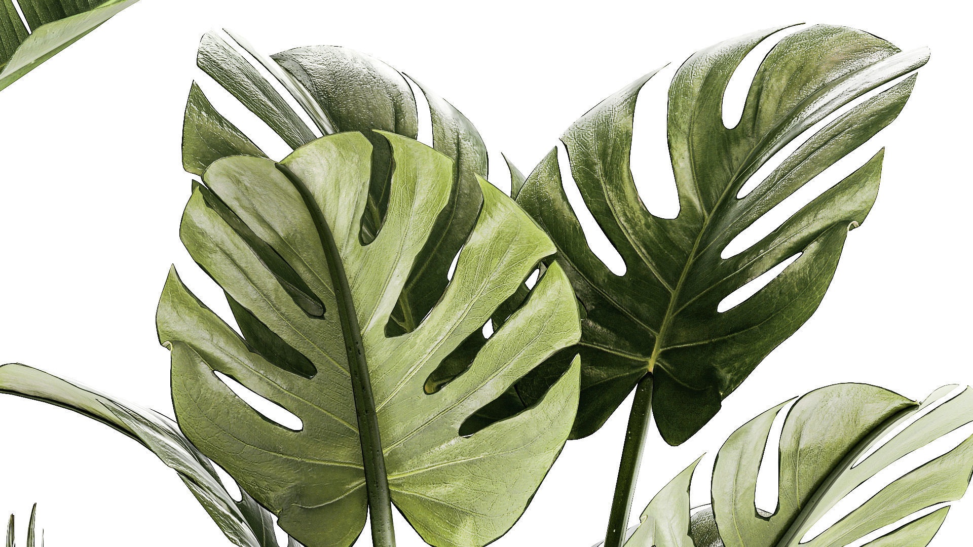 Set of small Strelitzia Monstera Raphis Palm plants 1452 3D model_5